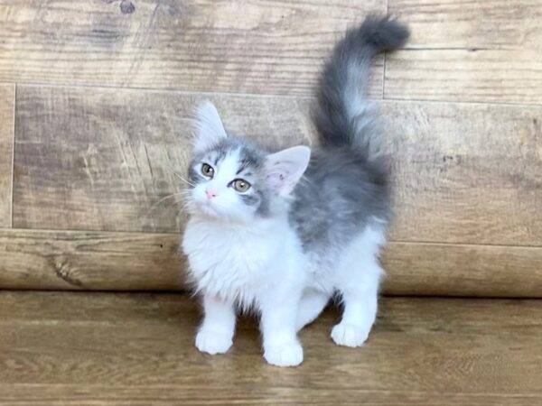 Adopt a Pet Domestic Short Hair-CAT-Female-long grey hair-7653-Petland Athens, OH