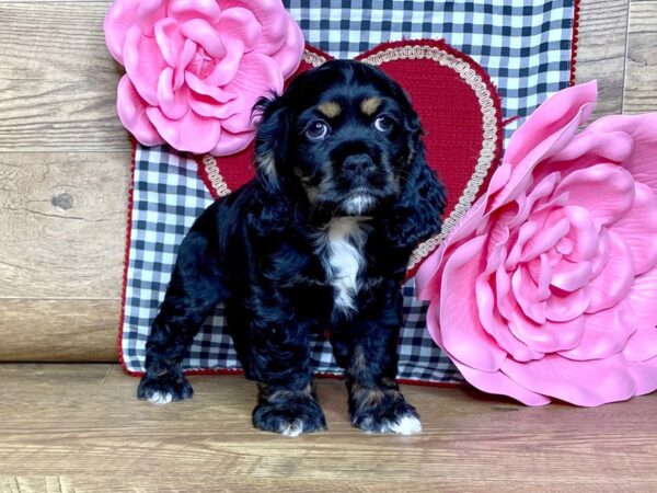 Cocker Spaniel DOG Female BLK TAN 7637 Petland Athens, OH