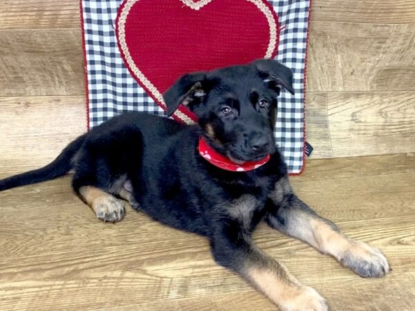 German Shepherd DOG Male Black and Tan 7662 Petland Athens, OH