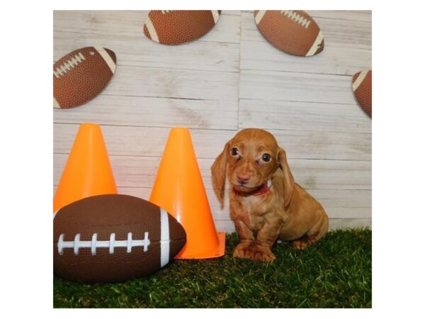 Dachshund DOG Male Red 7664 Petland Athens, OH