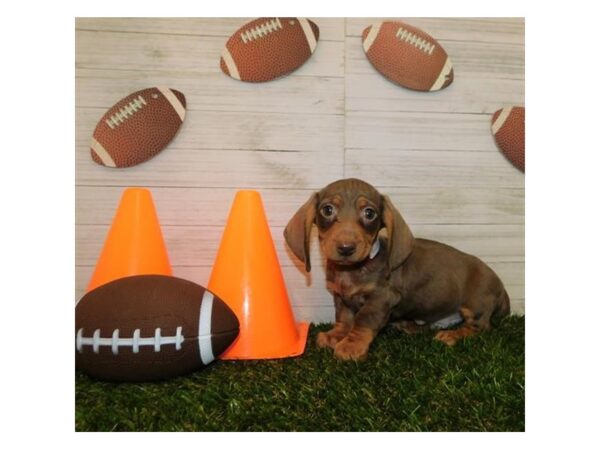 Dachshund DOG Male Chocolate / Tan 7665 Petland Athens, OH