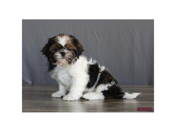 Shih Tzu DOG Male Sable / White 7670 Petland Athens, OH