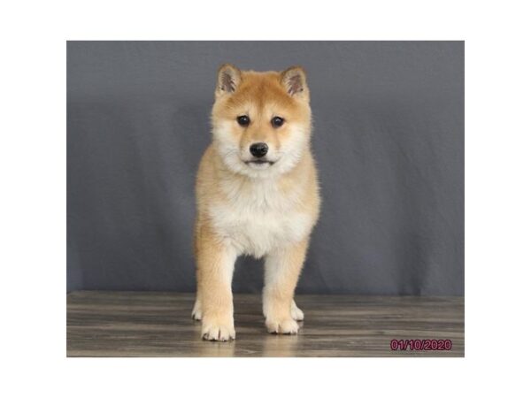 Shiba Inu DOG Male Red Sesame 7669 Petland Athens, OH