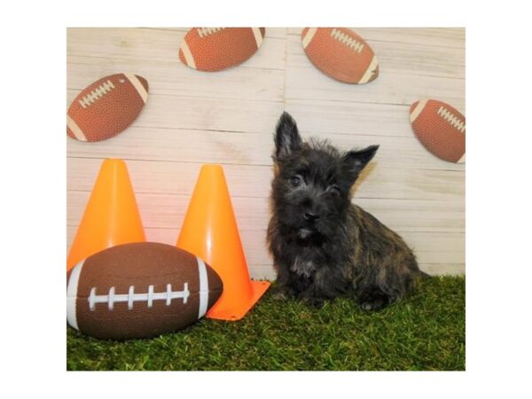 West Highland White Terrier/Cairn Terrier DOG Female Brindle 7666 Petland Athens, OH