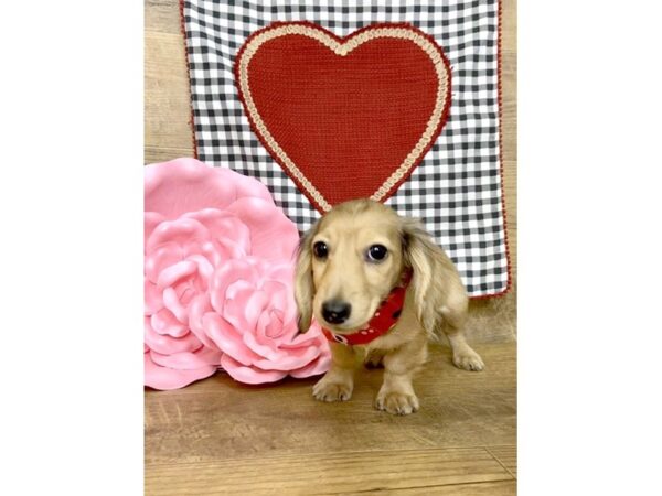 Dachshund DOG Female Wild Boar 7668 Petland Athens, OH