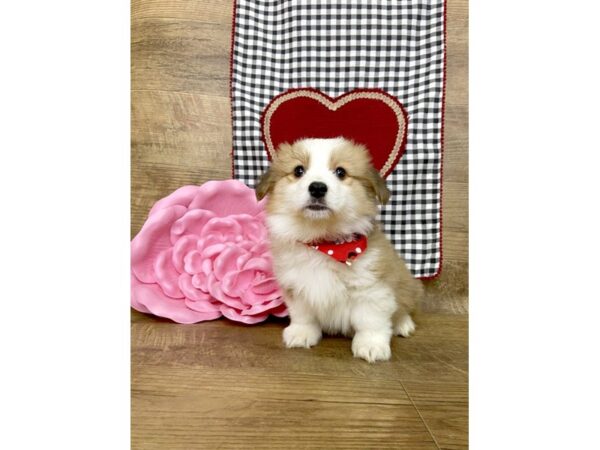 Pembroke Welsh Corgi-DOG-Male--7672-Petland Athens, OH