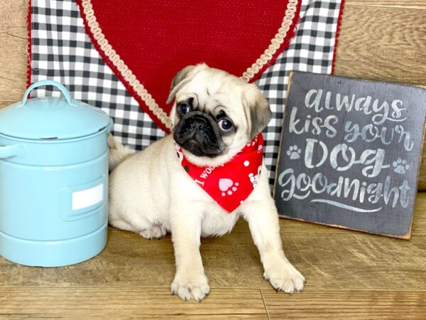 Pug DOG Female FAWN 7675 Petland Athens, OH