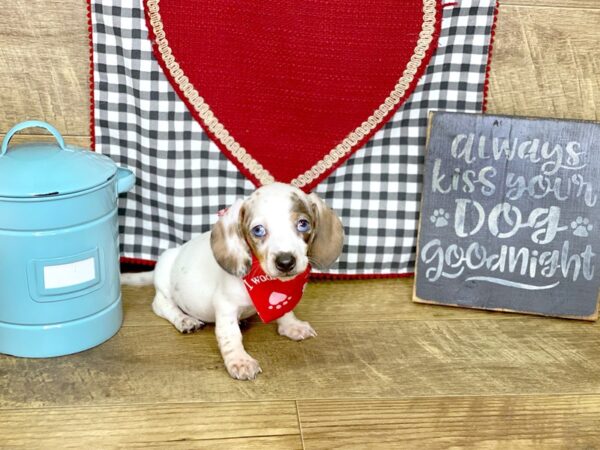 Dachshund DOG Female DAPPLE 7674 Petland Athens, OH