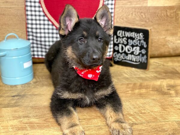 German Shepherd DOG Male Black & Tan 7673 Petland Athens, OH