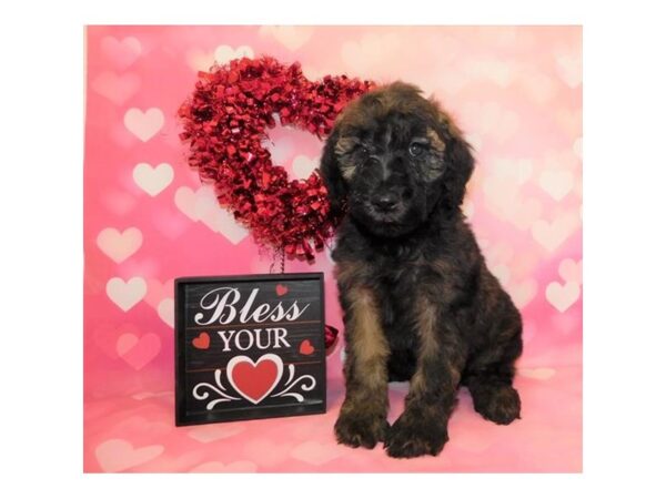 Whoodle DOG Female Black/Sable 7680 Petland Athens, OH