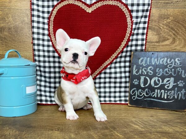 French Bulldog DOG Female Fawn Pied 7679 Petland Athens, OH