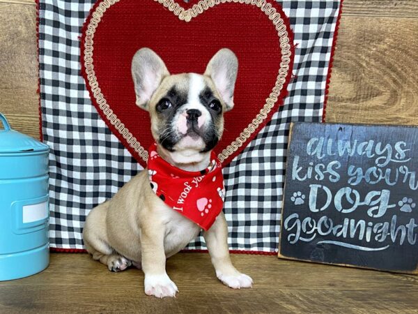 French Bulldog-DOG-Male-Fawn Pied-7678-Petland Athens, OH