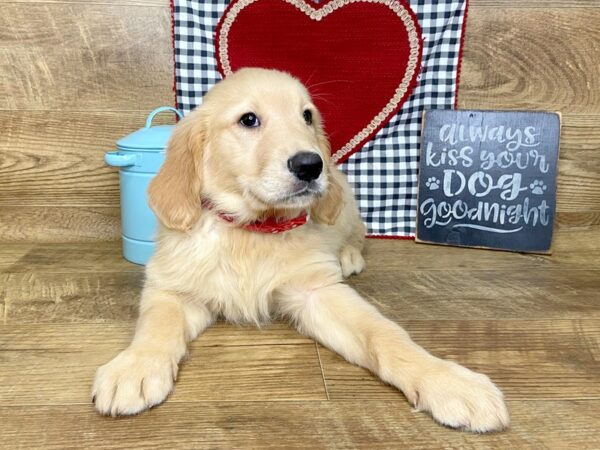 Golden Retriever DOG Male Golden 7676 Petland Athens, OH