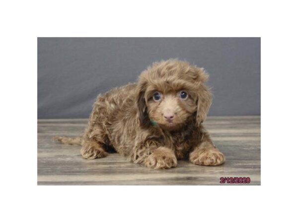 Dachshund-DOG-Male-Isabella-7688-Petland Athens, OH