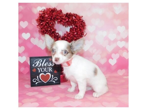 Chihuahua DOG Female Chocolate Merle 7689 Petland Athens, OH