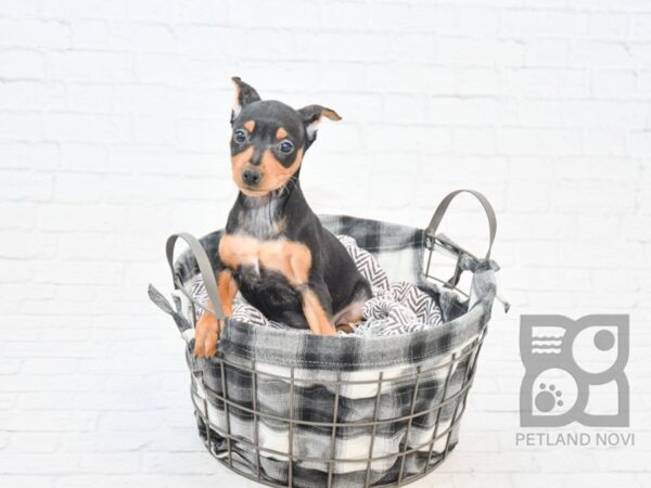 Miniature Pinscher-DOG-Male-Black / Tan-7730-Petland Athens, OH