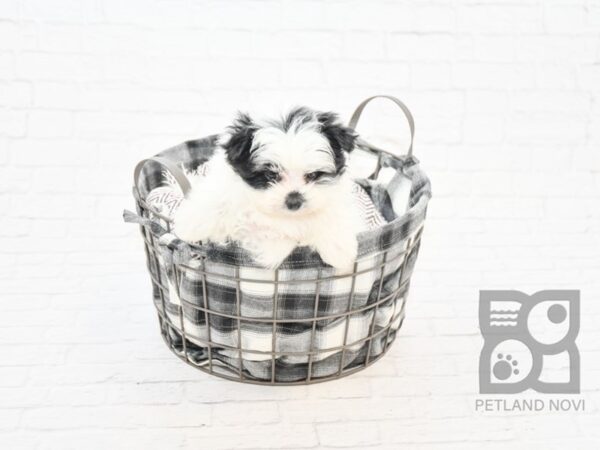 Pom Malt DOG Female BLK WHT 7732 Petland Athens, OH