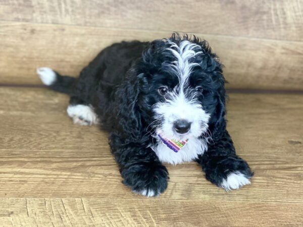 Mini Bernadoodle-DOG-Male-Tri-7682-Petland Athens, OH