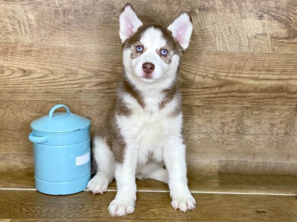 Siberian Husky DOG Female Red & White 7681 Petland Athens, OH