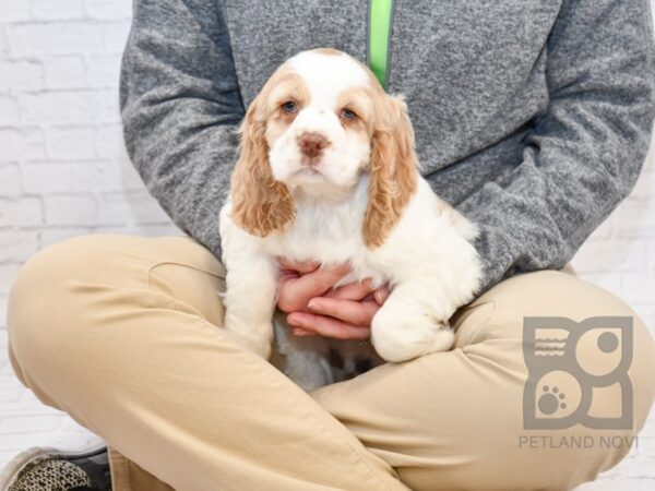 Cocker Spaniel DOG Male White / Red 7728 Petland Athens, OH