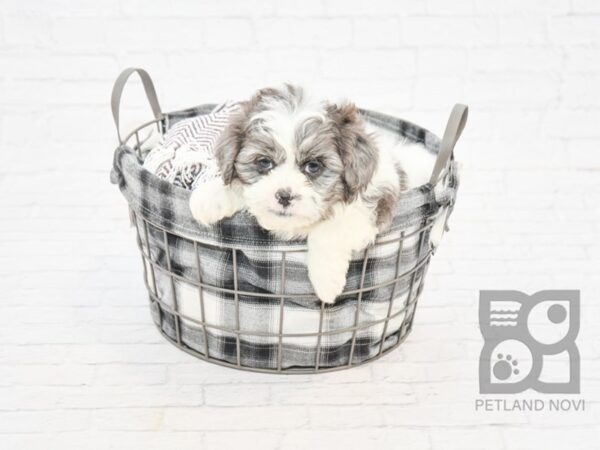 Shih Poo-DOG-Male-BLUE MERLE PARTI-7736-Petland Athens, OH