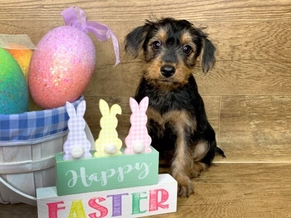 Yorkshire Terrier-DOG-Female-BLK TAN-7686-Petland Athens, OH