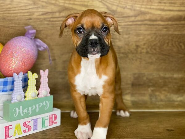 Boxer-DOG-Female-Fawn & White-7683-Petland Athens, OH