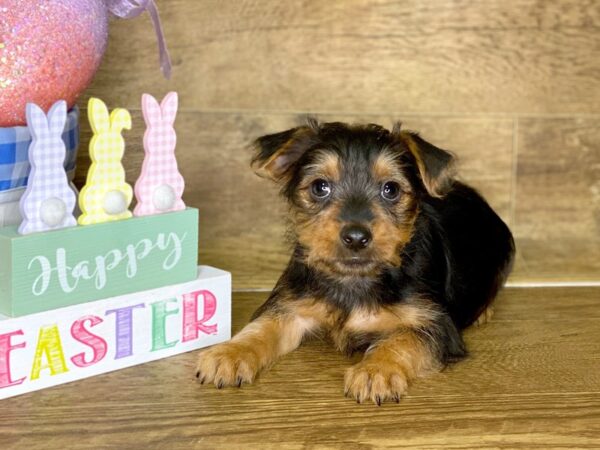 Yorkshire Terrier DOG Male BLK TAN 7685 Petland Athens, OH