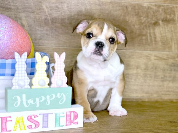 English Bulldog DOG Female Sable 7690 Petland Athens, OH