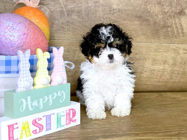 Shih Poo DOG Male Tri B&W 7691 Petland Athens, OH