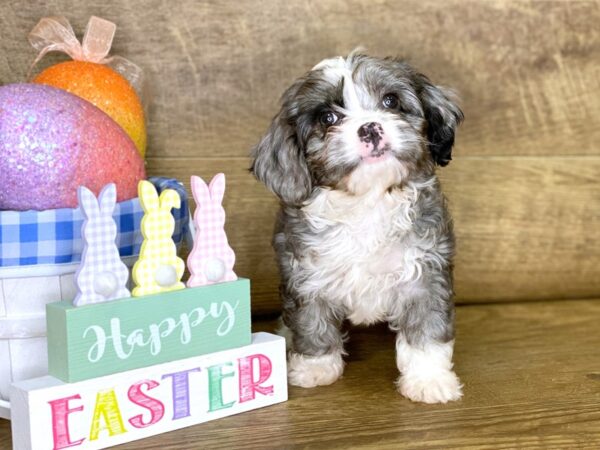 Petite Bernidoodle DOG Female Blue Merle 7687 Petland Athens, OH