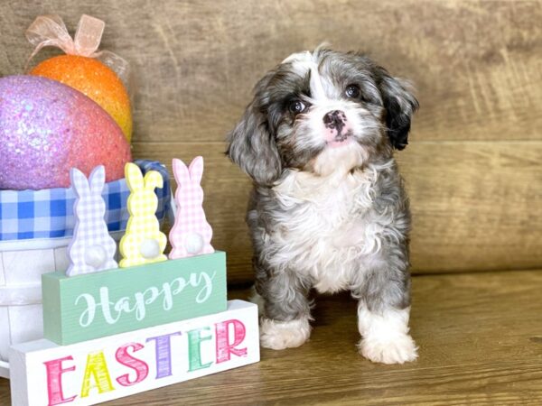 Petite Bernidoodle-DOG-Female-Blue Merle-7687-Petland Athens, OH