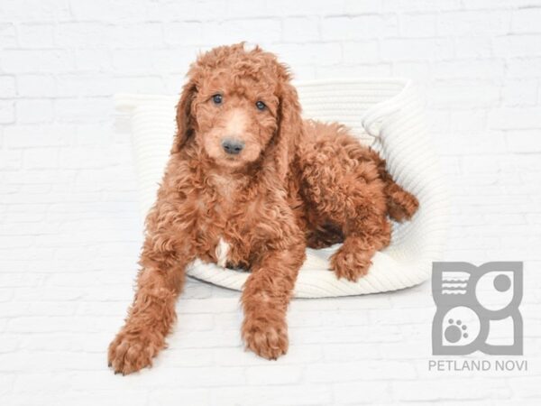 Poodle DOG Male Red 7735 Petland Athens, OH