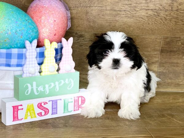 Shih Tzu DOG Male BLK WHITE 7698 Petland Athens, OH