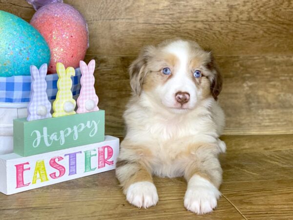 Miniature Australian Shepherd DOG Male RED MERLE 7697 Petland Athens, OH