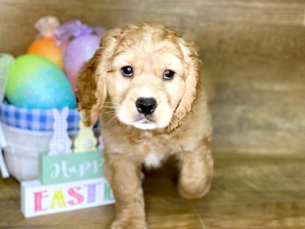 Petite Golden Retriever DOG Female Red 7696 Petland Athens, OH