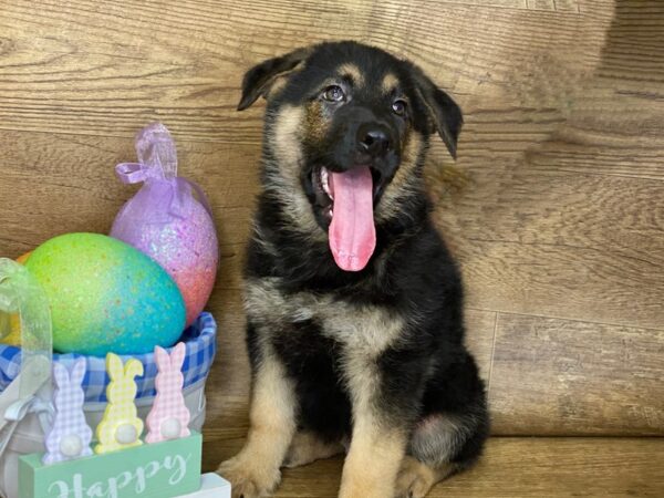 German Shepherd DOG Male Black & Tan 7695 Petland Athens, OH