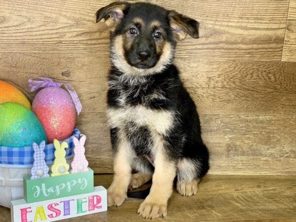 German Shepherd DOG Female Black & Tan 7694 Petland Athens, OH