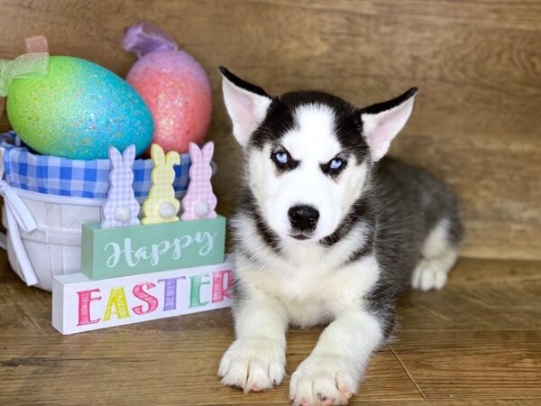 Siberian Husky-DOG-Male-Black and White-7693-Petland Athens, OH