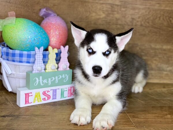 Siberian Husky DOG Male Black and White 7693 Petland Athens, OH