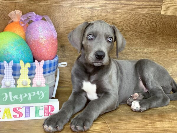 Great Dane DOG Male Gray 7692 Petland Athens, OH