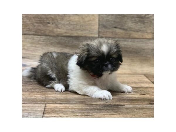 Pekingese DOG Female Fawn Sable 7707 Petland Athens, OH