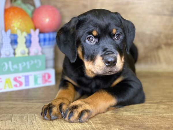 Rottweiler DOG Female Black & Tan 7704 Petland Athens, OH