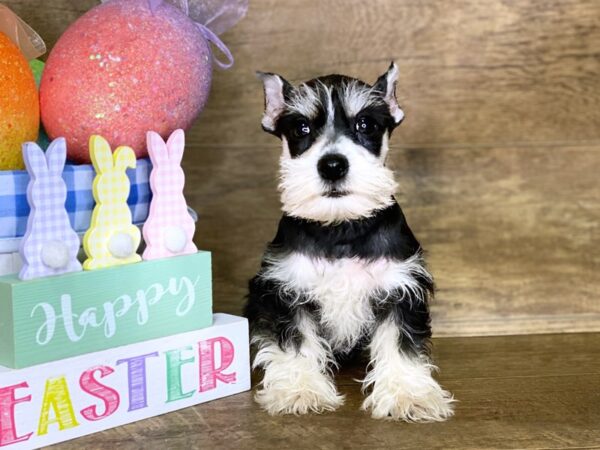 Miniature Schnauzer DOG Female BLK WHITE 7703 Petland Athens, OH