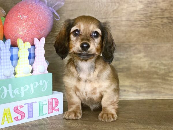 Dachshund DOG Female RED 7702 Petland Athens, OH