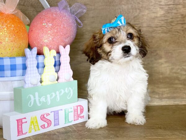 Havanese DOG Female Brown White 7701 Petland Athens, OH