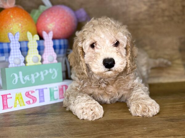 F2 MINI GOLDENDOODLE DOG Male Red 7699 Petland Athens, OH