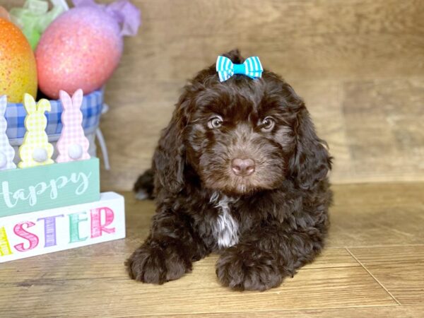 Mini Newfypoo DOG Male Chocolate 7700 Petland Athens, OH