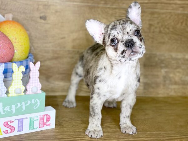 French Bulldog DOG Female Black Merle 7706 Petland Athens, OH