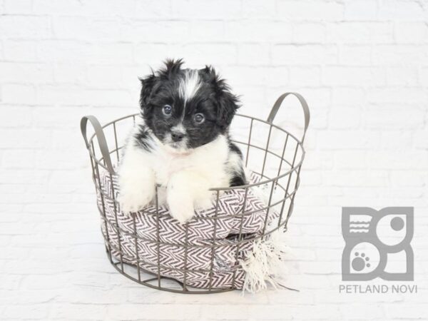 PomShi-DOG-Male-BRINDLE WHITE-7734-Petland Athens, OH